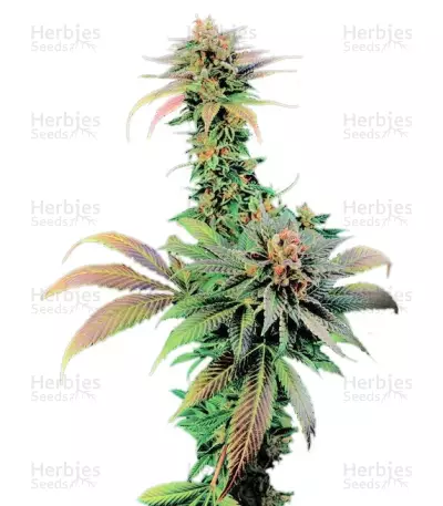Blue Widow Seeds — product photo