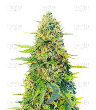 GG#4 Original Glue Fast Version Seeds (EGS) — product photo