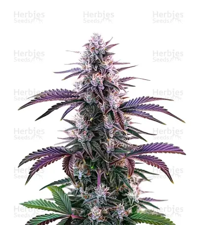 Blueberry Auto