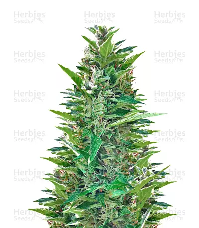 Blueberry Bliss Seeds — product photo