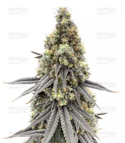 Blueberry Bud Seeds — product photo