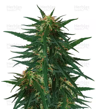 Blueberry Ghost OG Seeds — product photo