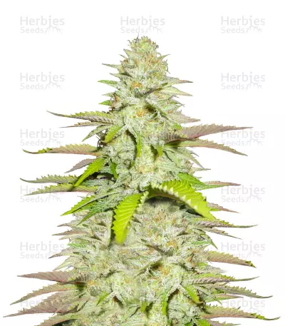 Blueberry Gum #2 Seeds — product photo