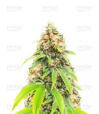 Blueberry OG Seeds (AlphaFem Seeds) — product photo