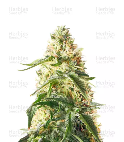 Blueberry
