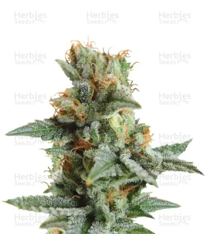 Blueberry Kush Automatic Seeds — product photo