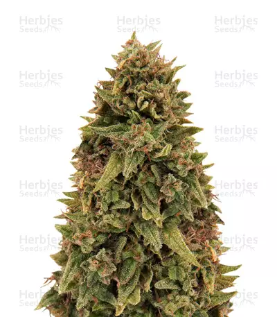 Blueberry OG, product photo