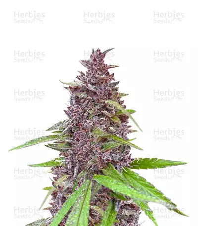 Blueberry x OG Kush (Herbies Seeds) — product photo
