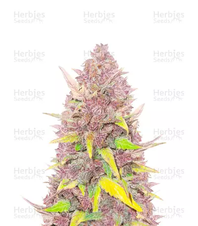 Blueberry x White Widow (Herbies Seeds) — product photo