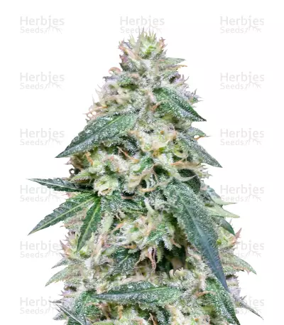 Bona Dea CBD+ Seeds — product photo