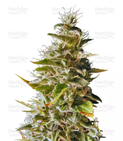 Botafumeiros Seeds — product photo