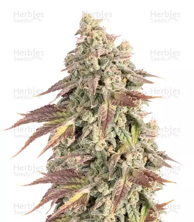 Boulder Bubblegum Seeds — product photo