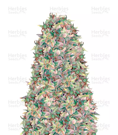 Brainkiller Haze Seeds — product photo