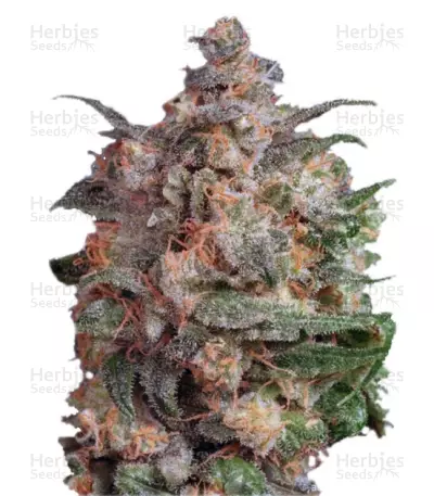 Brainstorm Seeds — product photo