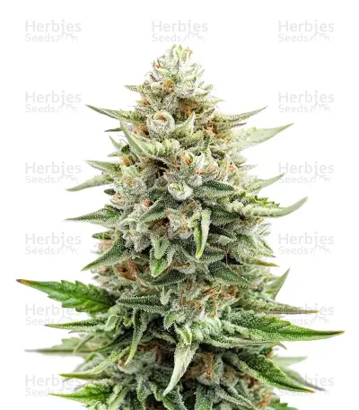 Bruce Banner #3 Auto