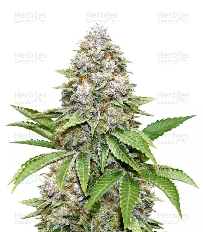 Bruce Banner #3 Fast Seeds — product photo
