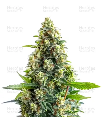 Bruce Banner Auto