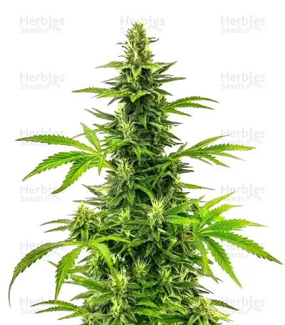Bruce Banner Fast