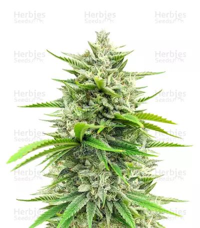 Bruce Banner Fast Version