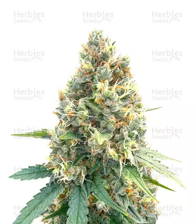 Bruce Banner x Chocolope (Herbies Seeds) — product photo