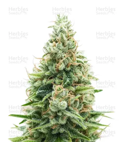 Bruce Lemon Diesel Auto Seeds — product photo