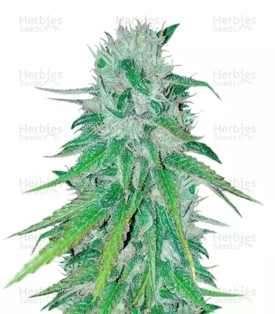 Bubba Delight Seeds — product photo
