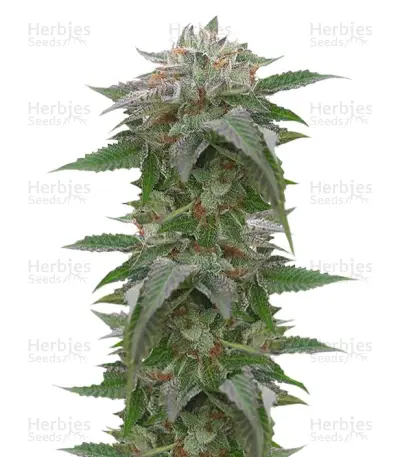 Bubba Kush 2.0 Seeds — product photo