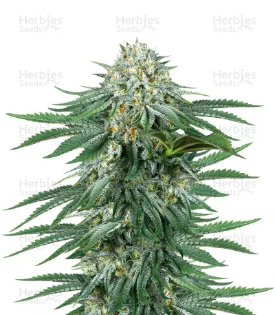 Bubba Kush CBD feminized seeds — product photo