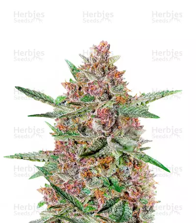 Bubba Kush