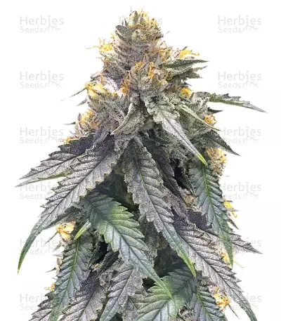 Bubba's Gift Seeds — product photo