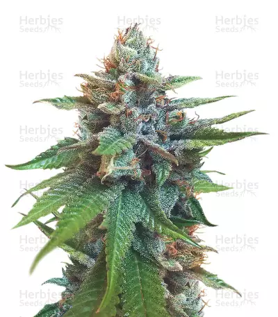 Bubble Bomb Seeds — product photo