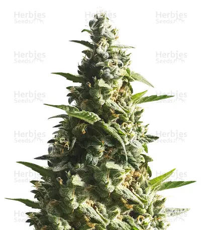 Bubble Bud Seeds — product photo