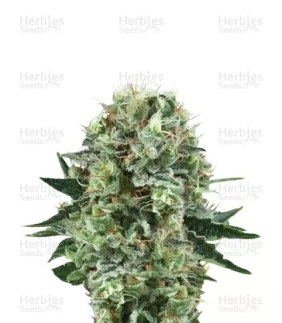 Bubble Kush Seeds — product photo