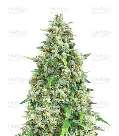 Bubblegum Autoflower (Herbies Seeds) — product photo