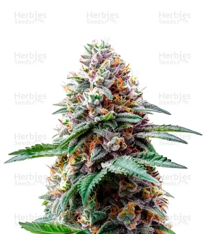 Bubblegum Gelato Seeds (Barney's Farm) — product photo