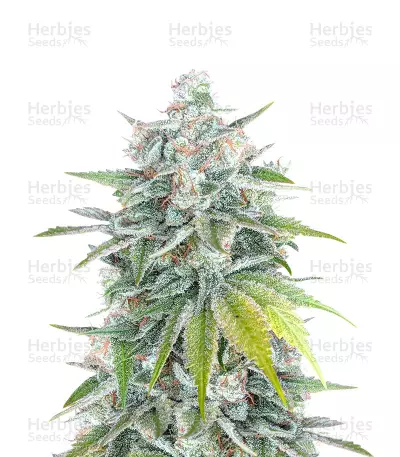 Bubblegum (Herbies Seeds) — product photo