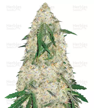 Bubblegum+ Pro Seeds — product photo