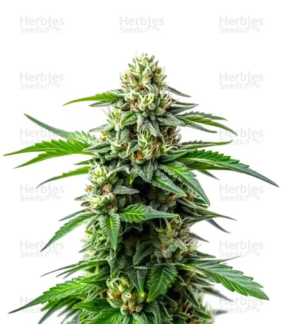 Bubblegum Sherbet Seeds — product photo