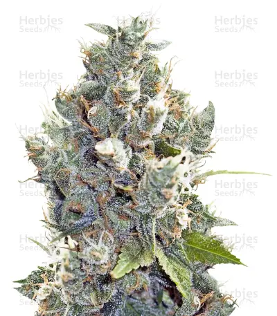BubbleGummer Seeds — product photo