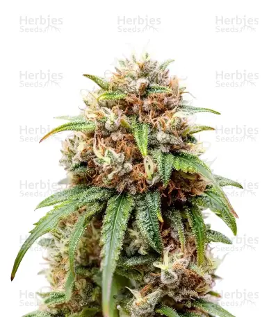 Bubblehead 13 Seeds — product photo