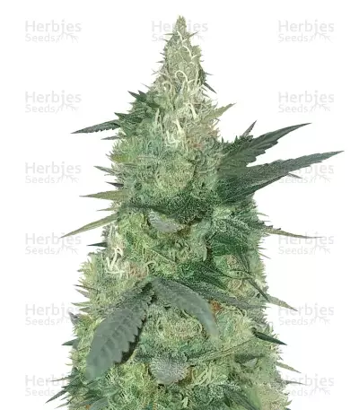 Bud Bud Bling Tingz Seeds — product photo