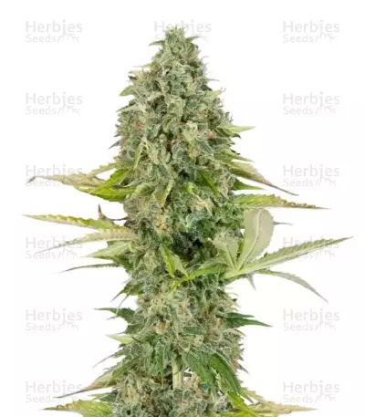 Buddha Kraken Seeds — product photo