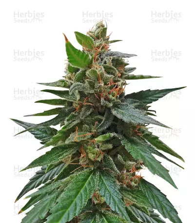 Buddha Magnum Auto Regular seeds — product photo