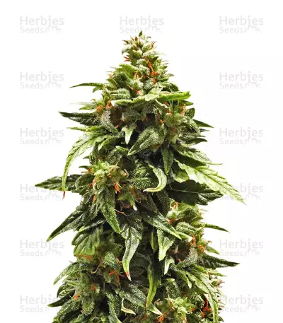 Buddha Medikit Auto CBD Seeds — product photo