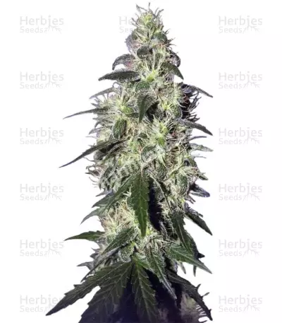 Buddha Pulsar Seeds — product photo