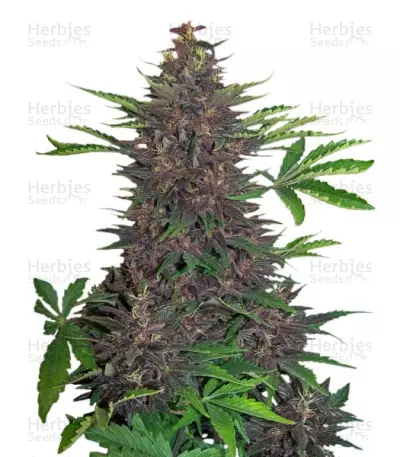 Buddha Purple Kush Auto Seeds — product photo