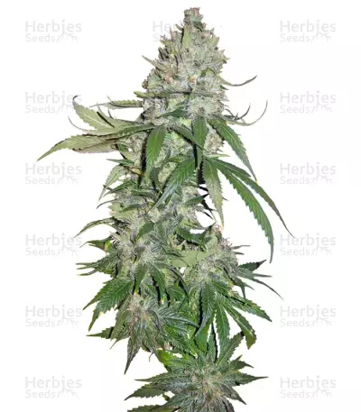 Buddha Quasar Seeds — product photo