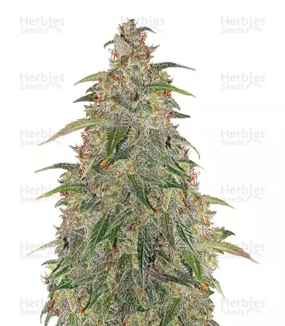 Buddha Syrup Seeds — product photo