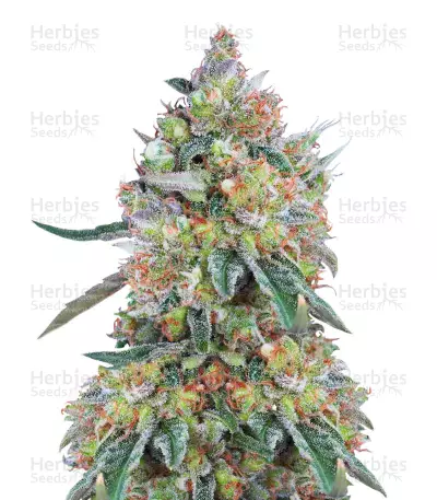 Buddha White Dwarf Seeds — product photo