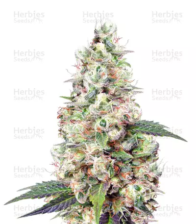 Buddha’s Sister Seeds — product photo
